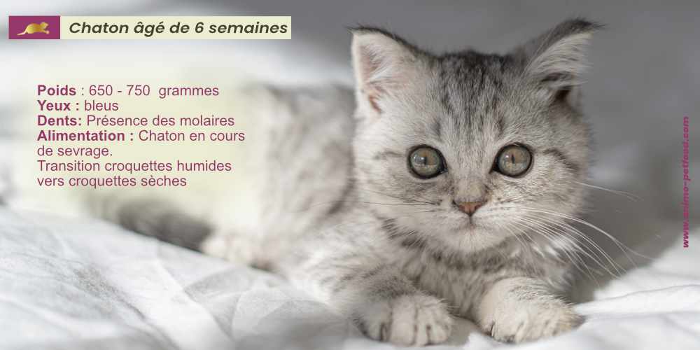 chaton de 6 semaines